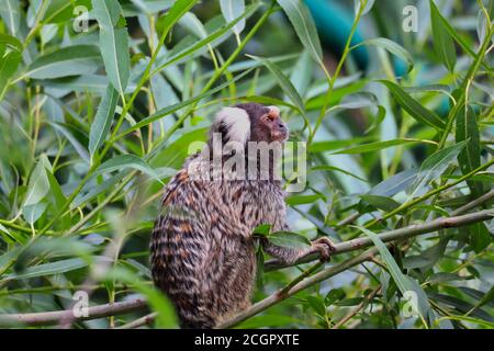 The Common Marmoset (Callithrix Jacchus) is a New World Monkey. Cute Little Primate on Tree Branch in Czech Zoological Garden. Stock Photo