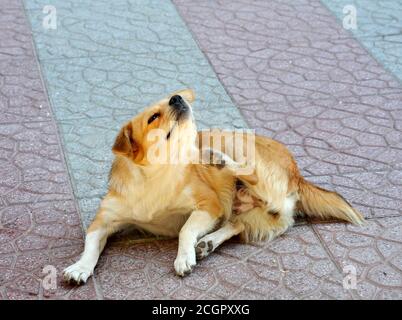 cute abandoned homeless stray dog on a street pavement.scratching fur with fleas. Stock Photo