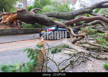 Bournemouth, Dorset UK. 12th September 2020. A large tree fell crushing several cars yesterday evening in Chine Crescent Road, Bournemouth. Fortunately no one was reported hurt during the fall, but unconfirmed reports today from one of the nearby residents that a tree recovery person was taken to hospital after a helicopter landed nearby - details not able to be verified. The road remains closed today. Update - ITV report that a tree surgeon was seriously injured while clearing the debris and airlifted to Southampton Hospital. Credit: Carolyn Jenkins/Alamy Live News Stock Photo