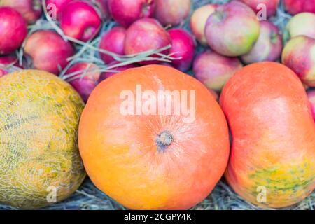 three pumpkins on red apples background. Seasonal backdrop. Stock Photo