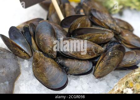 Fresh seafood - mussels in shell on ice in the market. Stock Photo