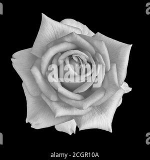 monochrome white rose  blossom macro on black background in vintage painting style Stock Photo