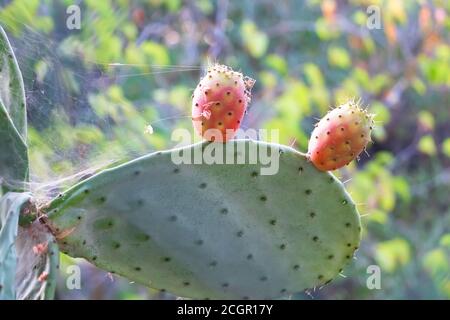 Prickly pear cactus close up with fruit in red color. Opuntia, commonly called prickly pear, is a genus in the cactus family, Cactaceae. Prickly pears Stock Photo