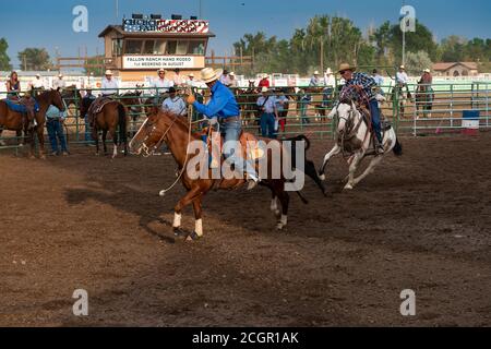 Fallon, Nevada - August 3, 2014: A team of cowboys on horseback roping a calf in a rodeo at the Churchill County Fairgrounds in the city of Fallon, in Stock Photo