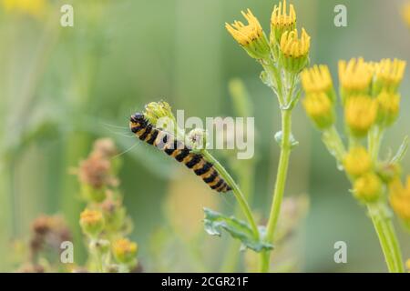 Cinnabar moth caterpillar on ragwort, Kex Gill Moor, North Yorkshire Stock Photo