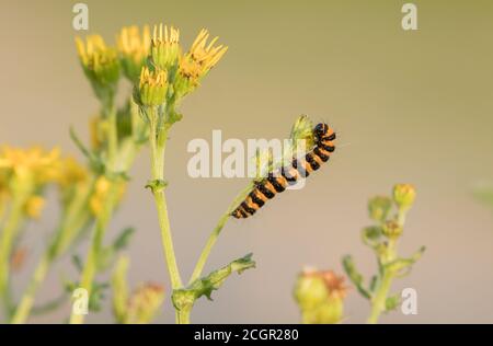 Cinnabar moth caterpillar on ragwort, Kex Gill Moor, North Yorkshire Stock Photo