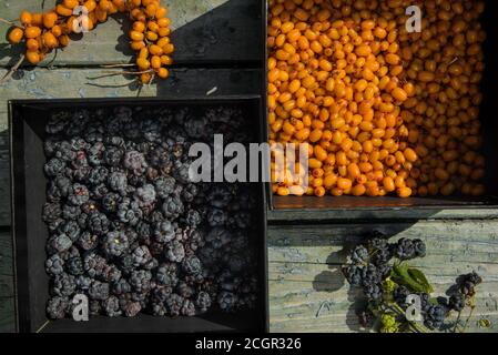 sunny still life of ripe blackberries and buckthorn Stock Photo