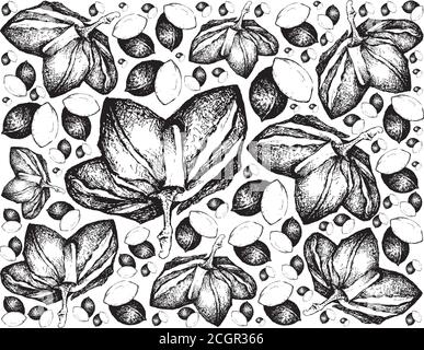 Nut and Bean, Illustration Background of Hand Drawn Sketch Fresh Plukenetia Volubilis, Sacha Peanut or Inca Nuts. Good Source of Omega Fatty Acids . Stock Vector