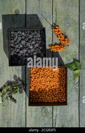 sunny still life of ripe blackberries and buckthorn Stock Photo