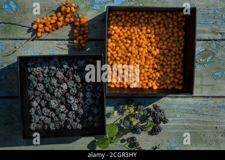 sunny still life of ripe blackberries and buckthorn Stock Photo