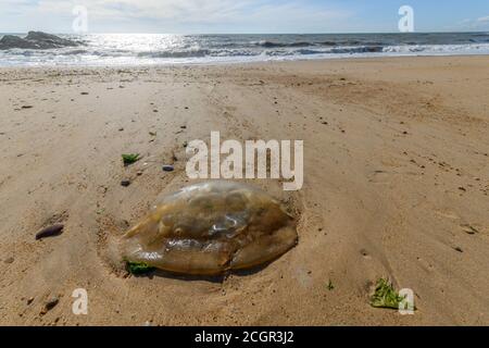 Jellyfish washed up on an atlantic ocean beach in France. Stock Photo