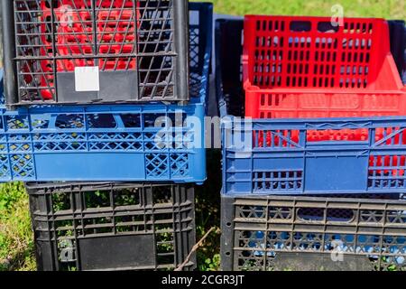 Set of multicolored plastic boxes in the garden. Container for harvest Stock Photo