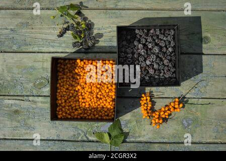 sunny still life of ripe blackberries and buckthorn Stock Photo