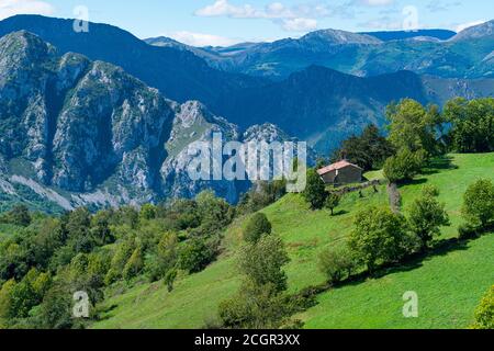 Tejo - European yew (Taxus baccata) and Chapel of Santa María in Bermiego in the Quirós council, in the Las Ubiñas-La Mesa Natural Park. Asturias. Spa Stock Photo