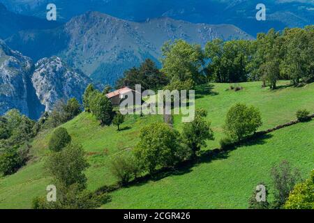 Tejo - European yew (Taxus baccata) and Chapel of Santa María in Bermiego in the Quirós council, in the Las Ubiñas-La Mesa Natural Park. Asturias. Spa Stock Photo