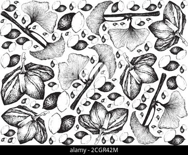 Nut and Bean, Illustration Background of Hand Drawn Sketch Fresh Plukenetia Volubilis, Sacha Peanut or Inca Nuts and Ginkgo Biloba, Ginkgo or Gingko P Stock Vector