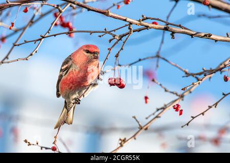 Pine Grosbeak in Quebec Canada Stock Photo