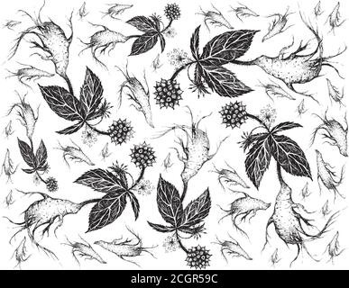 Herbal and Plant, Hand Drawn Illustration Background of Eleutherococcus Senticosus, Eleuthero or Siberian Ginseng Plants, Used for A Dietary Supplemen Stock Vector