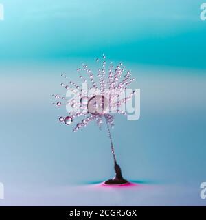 Dandelion seed covered in water drops on colorful background - extreme macro with selective focus Stock Photo