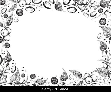 Illustration Hand Drawn Sketch Frame of Black Walnuts or Juglans Nigra with Plukenetia Volubilis, Sacha Peanut or Inca Nuts. Stock Vector