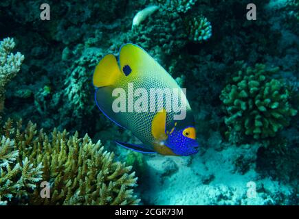 Blue-faced Angelfish, Pomacanthus xanthometopon, on coral reef, Ari Atoll, Maldives, Indian Ocean Stock Photo
