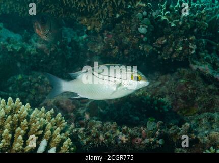 Bridled Monocle Bream, Scolopsis bilineatus, on coral reef, Ari Atoll, Maldives, Indian Ocean Stock Photo