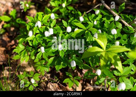 A small patch of wood anemone or anemone quinquefolia, in early spring in a Maine downeast forest in new england. Stock Photo