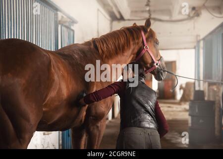 Woman grooming brushes horse out and prepares after ride in stall Stock Photo