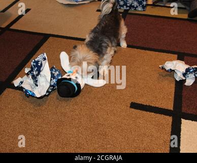 A Morkie dog playing with a newly unwrapped snowman dog toy Stock Photo