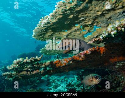 Giant moray, Gymnothorax javanicus, between table corals, Ari atoll, Maldives, Indian Ocean Stock Photo