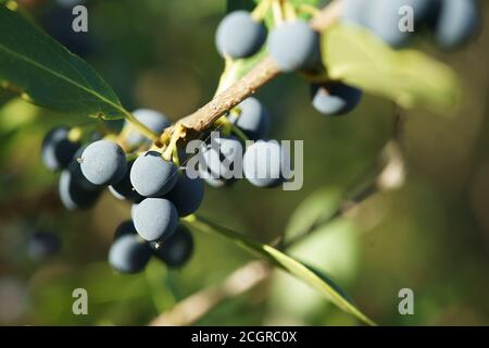 False olive, Broad-Leaved Phillyrea (Phillyrea latifolia or Phillyrea Angustifolia), branch with fruits - ginosa marina, apulia, italy Stock Photo