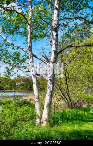 White birch trees on a trail within the Spear farm estuary preserve in the town of Yarmouth Maine in New England on a sunny day. Stock Photo