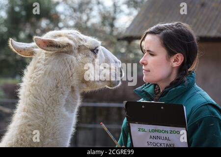 Llama Perry (Lama glama) coming face to face with keeper at ZSL London Zoo annual stocktake 2018, UK Stock Photo