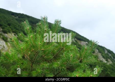 pine branches with small pine cones Stock Photo