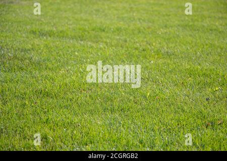 lawn with green grass on the lawn. Stock Photo
