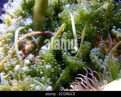 Caulerpa racemosa in refugium system for saltwater coral reef aquarium tank Stock Photo