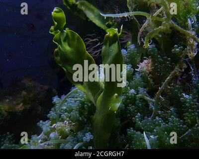 Caulerpa prolifera in refugium system for saltwater coral reef aquarium tank Stock Photo