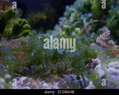 Caulerpa racemosa in refugium system for saltwater coral reef aquarium tank Stock Photo