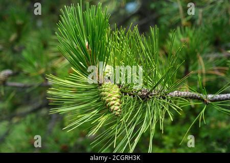 pine branch with small pine cone Stock Photo