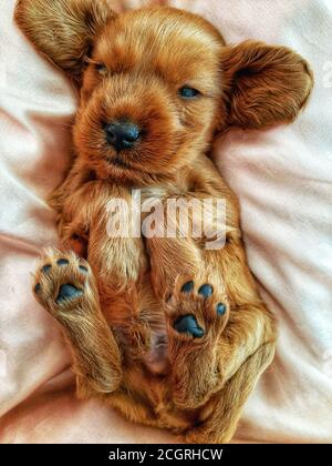 Adorable Golden Cocker Retriever puppy is laying on back and tries to sleep Stock Photo