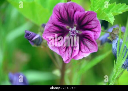 Purple/Mauve/Pink Malva sylvestris 'Common Mallow' Flower grown in a border at RHS Garden Harlow Carr, Harrogate, Yorkshire, England, UK. Stock Photo