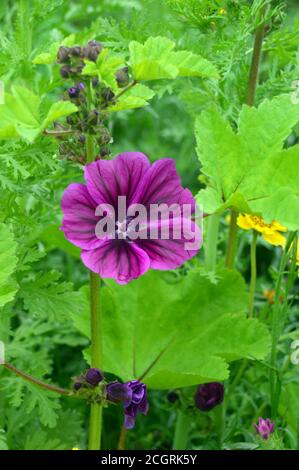 Purple/Mauve/Pink Malva sylvestris 'Common Mallow' Flower grown in a border at RHS Garden Harlow Carr, Harrogate, Yorkshire, England, UK. Stock Photo