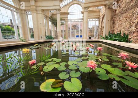 Syon, England, 2018 - Lily Pond housed within a large glass conservatory in the Great Syon Glass house.  This is owned by the Duke of Northumberland a Stock Photo