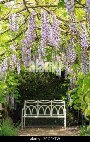 Wisteria in full bloom in a peaceful corner of a garden with a white metal bench against a dark green bush - focus is on the wisteria.  Perfect place Stock Photo