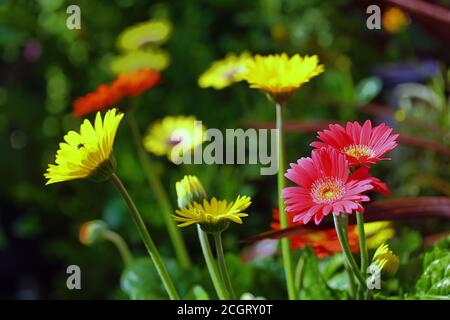 A small bed of colourful Gerbera (Transvaal daisy) flowers with a natural garden background =  focus is on the pink gerbera in the foreground Stock Photo