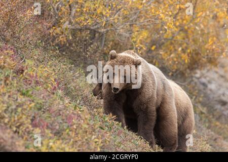 Grizzly bear in Autumn in Alaska