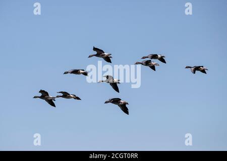 A flight of Greylag Geese Anser anser flying in formation against a blue summer sky in Barnsley, West Yorkshire, England Stock Photo