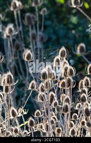 A spider's web spun on the head of teasels Dipsacus strongly lit by back light on an early Autumn morning Stock Photo