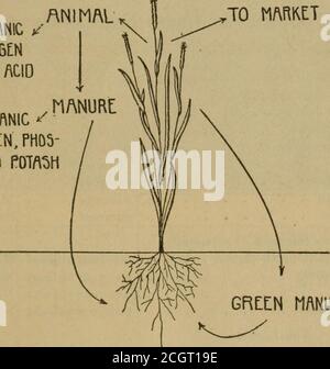 . Soils and fertilizers . tter. Thenitrogen contained in a ton of the green crop, when in a con-dition to plow under, is as follows : Table 55. Quantities of Nitrogen in Some LeguminousGreen-Manure Crops Crop Red or mammoth cloverCrimson clover .Alsike clover .... Alfalfa Cowpeas Soy beans Canada field peas . Nitrogenper Ton,Pounds 109101481011 ProbableYield perAcre, Tons Nitrogen per Acre, Pounds 605450112486055 GREEN-MANURES 237 Not all of the nitrogen contained in these crops is takenfrom the air. On soils rich in nitrogen, a considerable pro-portion may be obtained from the soil. On poor s Stock Photo