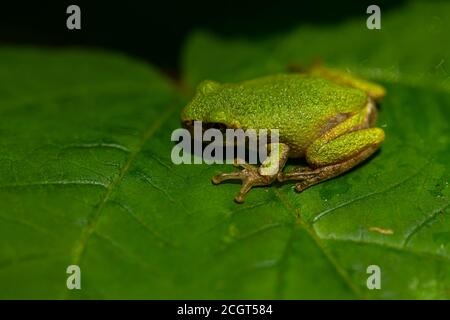 An extreme close up image of a tiny  tree frog (Hyla Versicolor), on a tree leaf in Maryland. Details of the slimy the skin of frog, its fingers , eye Stock Photo